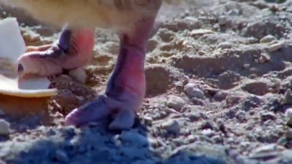 Discovery The Powerful of Ostrich! Ostrich Save Her Baby From Cheetah, Lion, Hyenas, Monkey, Human