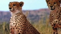 Gorilla Of The God, Power Of Mother Animals - Gemsbok Save Baby From Cheetah, Lion vs Warthog, Hyena