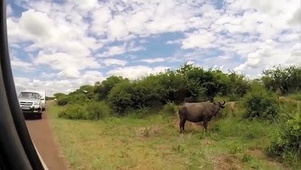Lion Failed to Control Buffalo - Buffalo Herd Rescue Baby Buffalo From Lion – Wild Dogs vs Zebra