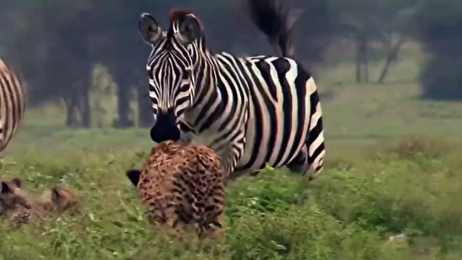 Mother Ostrich Fights Very Hard To Protect Her Baby, But To No Avail - Ostrich Vs Cheetah, Zebra