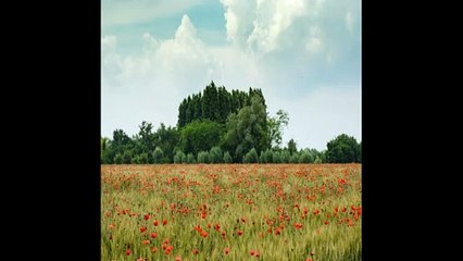 Breve Orchestra: Alles Ist an Gottes Segen by Johann Sebastian Bach