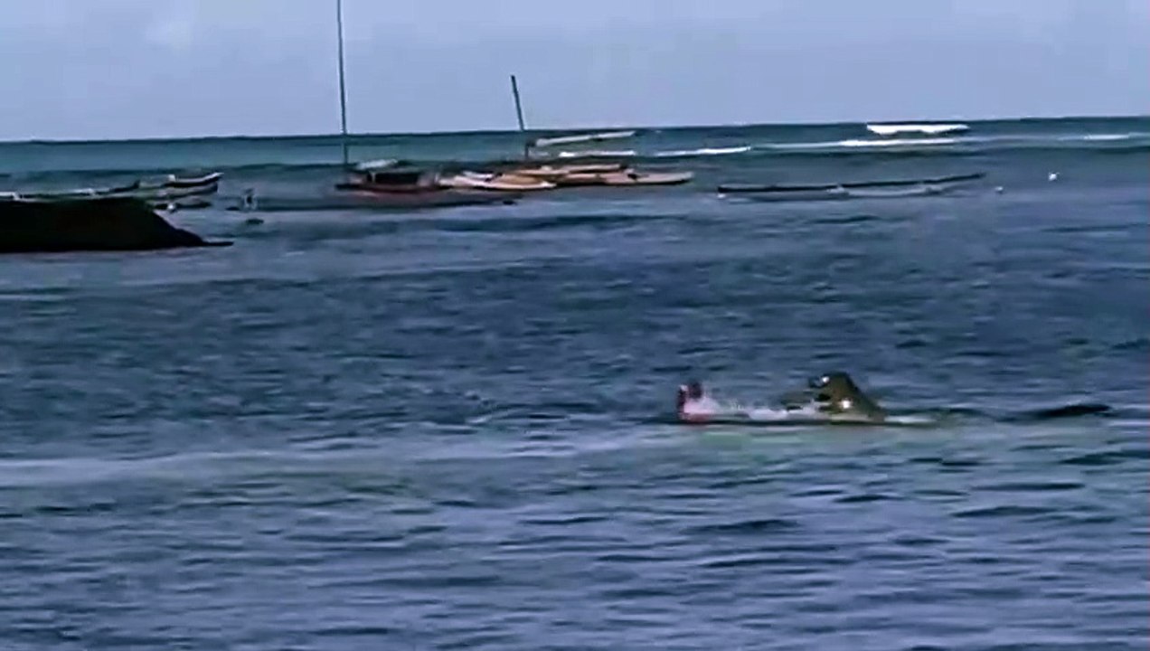 Ataque e foca no Hawai