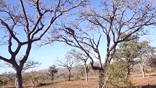 OMG! Mother Impala Risked Her Life To Attack Leopard and Gorilla Madly To Save Her Cub - Lion, Hippo
