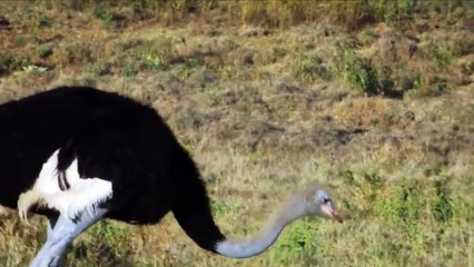 OMG! Mother Ostrich Is Too Smart Use This Method Attack Cheetahs To Save Her Egg - Snake vs Mongoose