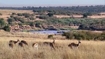 Power of Gorilla! Grant’s Gazelle Take Down Leopard With Horns, Lion vs Baboon vs Cheetah