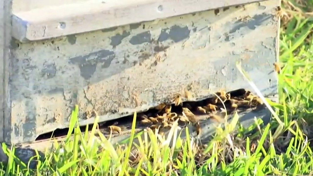 More hives destroyed as another varroa mite infestation detected in NSW