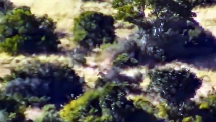 Top 10 Moments Mother Zebra Take Down Predator To Save Baby - Zebra vs Cheetah, Leopard, Lion, Hyena