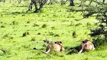Unbelievable! Zebra that Can KILL LIONS By Power Kick To Rescue Baby   Impala Save Baby From Baboon
