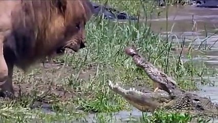 WOW! King Buffalo Too Lusty Is Real, Buffalo Against Crocodile To Rescue Fellow, Lion vs Crocodile