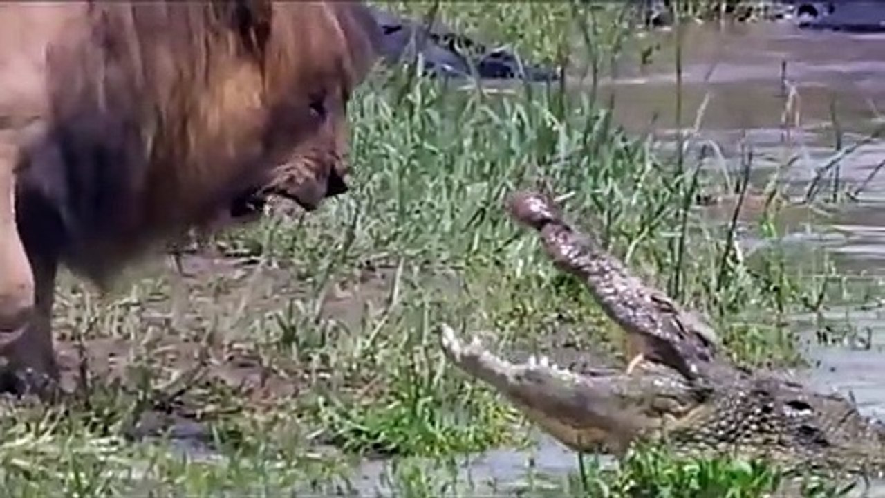 WOW! King Buffalo Too Lusty Is Real, Buffalo Against Crocodile To Rescue Fellow, Lion vs Crocodile