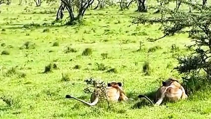 Unbelievable! Zebra that Can KILL LIONS By Power Kick To Rescue Baby   Impala Save Baby From Baboon