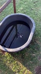 Mockingbird Rescue