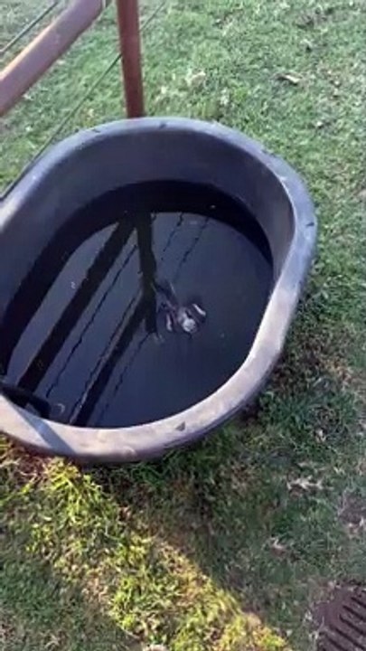 Mockingbird Rescue