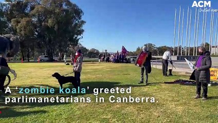 Extinction Rebellion bring giant animatronic  burning koala to Parliament | July 27, 2022 | Canberra Times