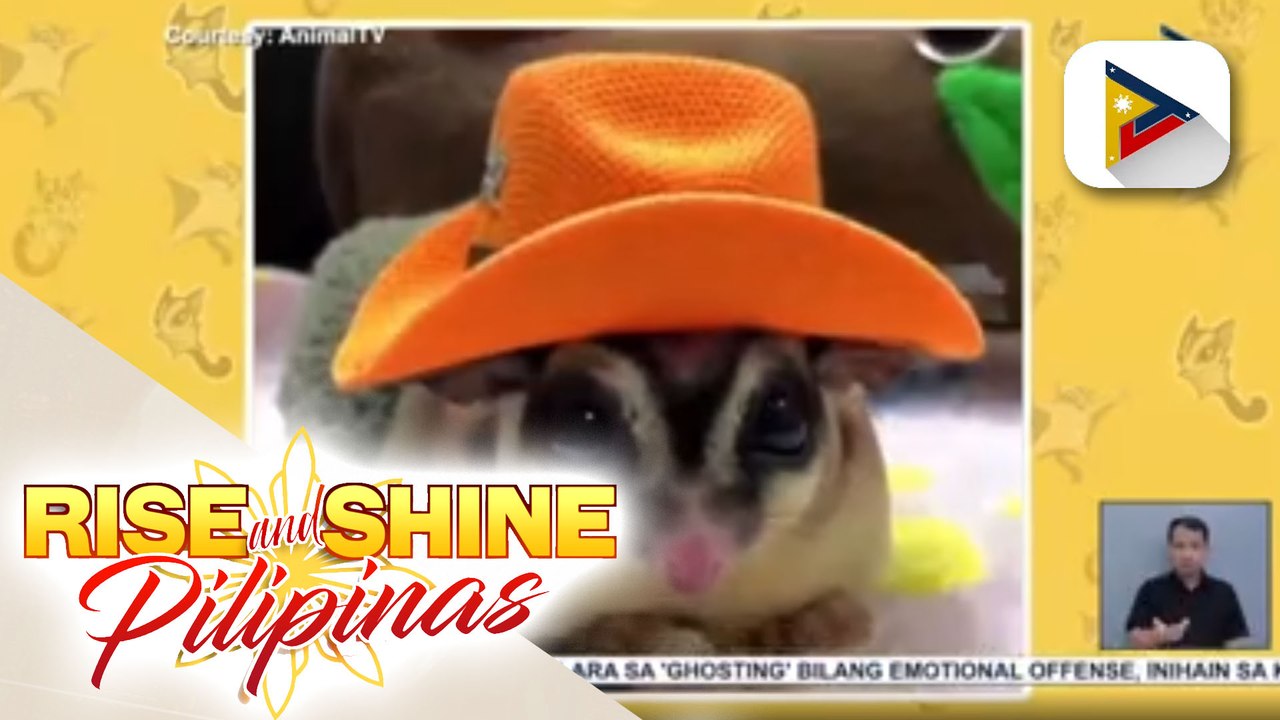 Alamin ang tamang pag-aalaga sa sugar gliders