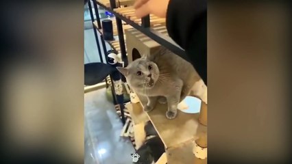 Cat Can Understand Whatever People Say - Beast Paws