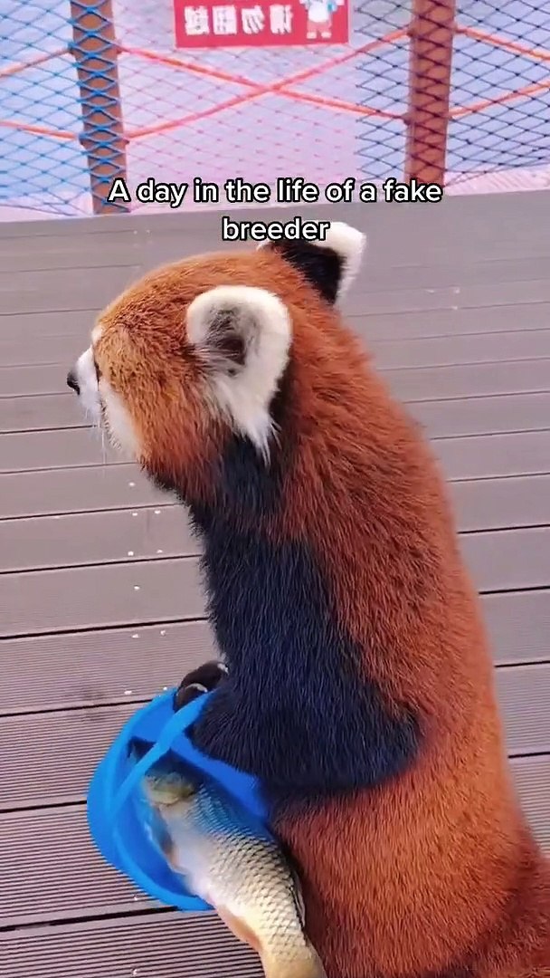 Funny Animals | #animals