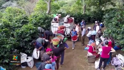 tn7-Precio-de-fertilizantes-para-producir-café-subió-hasta-un-346%-260722