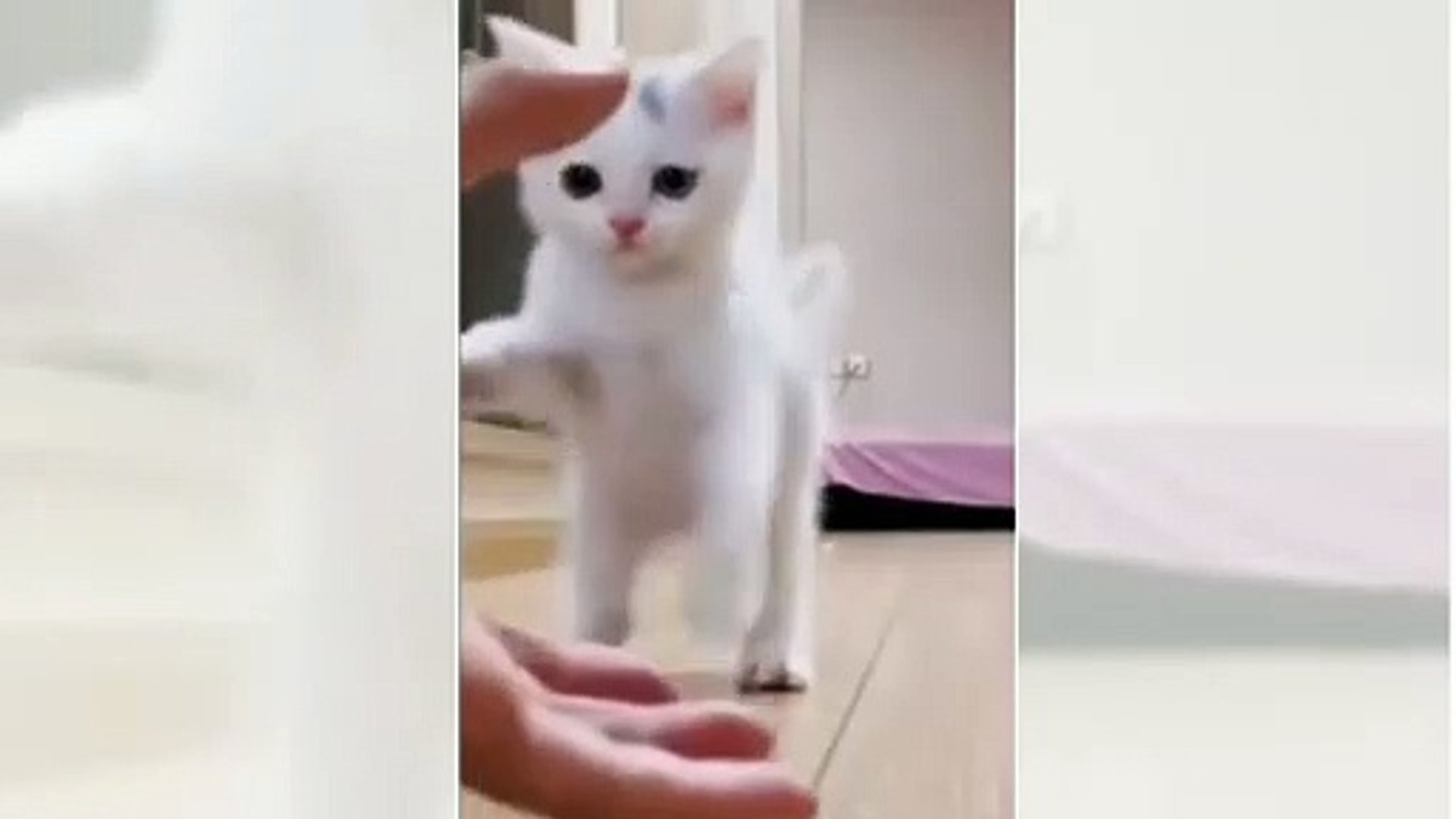 Animals Videos Animals Moments Video