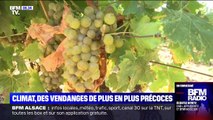 Des vendanges historiquement précoces à cause de la sécheresse