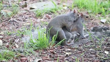 Baby Cute and funny Rat video compilation rat video Brain Master