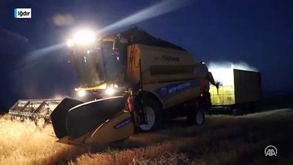 Çiftçilerden aşırı sıcağa 'gece hasadı' çözümü