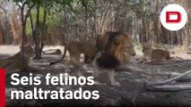Seis felinos maltratados llegan a la reserva mexicana de Puebla