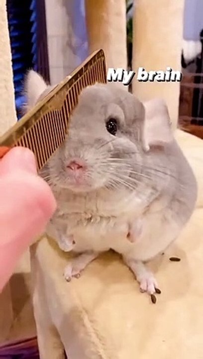 #cute #lovely #love #cat #pet #cats #pets #usa #albania #vet #new #subscribe #like #share #loveyou10