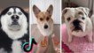 The Cutest Dogs on TikTok to Brighten up your Mood