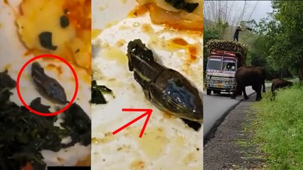 ಅಯ್ಯಯ್ಯೋ!!ಊಟದ ತಟ್ಟೆಯಲ್ಲಿ ಹಾವಿನ ತಲೆ ನೋಡಿ ವಿಮಾನ ಸಿಬ್ಬಂದಿಗಳು ಶಾಕ್.. *Viral | OneIndia Kannada