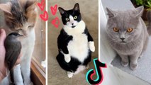 Funny Cats of TikTok Compilation - Cutest Kittens TIK TOK