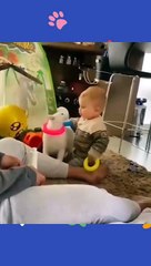 Try not to laugh Funny animals shorts