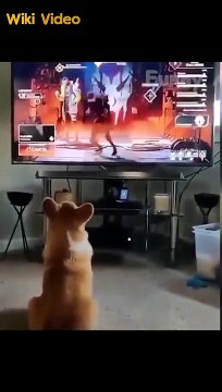 Funny Animal Encounters Try to Not Laugh