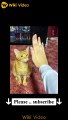 Amazing Cute  Funny Cats Viral Clips funny Cats shorts Video reels animals trending