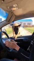 Try not to laugh Funny animals shorts  funnyvideos