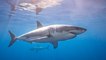 Diver barely escapes from savage shark attack (VIDEO)