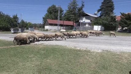 Bolu'da köpeklerin saldırdığı 2 koyun telef oldu, 6'sı yaralandı