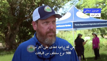فلوريدا تواجه غزو الحلازين الإفريقية العملاقة