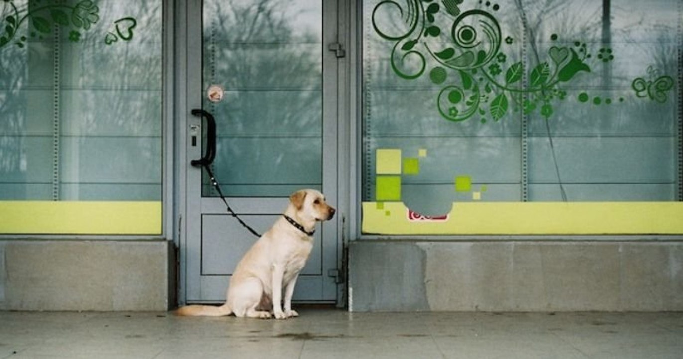 Animaux : un certificat particulier bientôt exigé pour l'adoption d'un animal de compagnie