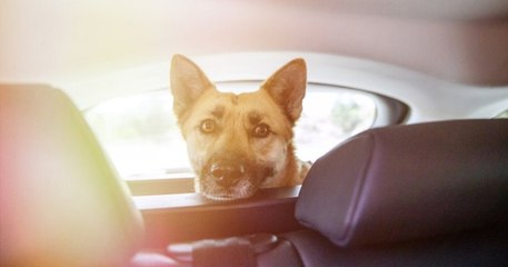 Yvelines : un berger malinois appartenant à un maître-chien a été retrouvé mort de chaud dans une voiture