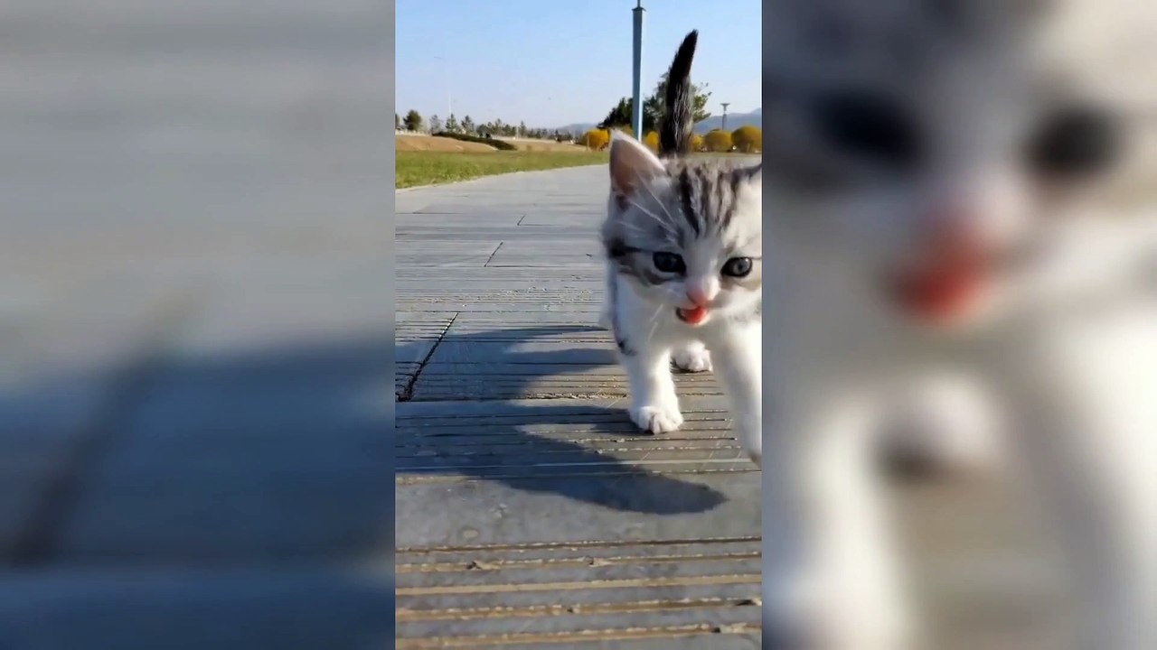 Too sweet kitty