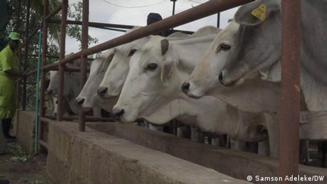 Ending Nigeria's farmer-herder conflict through ranching