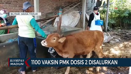 1100 Vaksin PMK Dosis 2 Disalurkan