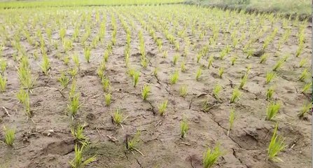 শ্রাবণেও ফুটিফাটা জমি, ব্যাপক ক্ষতির আশঙ্কায় বাঁকুড়ার কৃষকরা |IOneIndia Bnegali