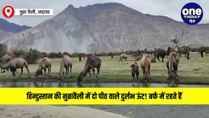 ह‍िन्‍दुस्‍तान की नुब्रावैली में दो पीठ वाले दुर्लभ ऊंट! बर्फ में रहते हैं, आप देखे हैं कभी...