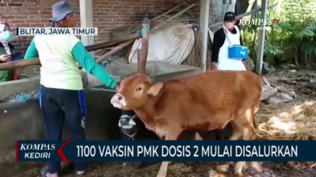 Dinas Peternakan Lakukan Vaksinasi PMK Dosis Kedua