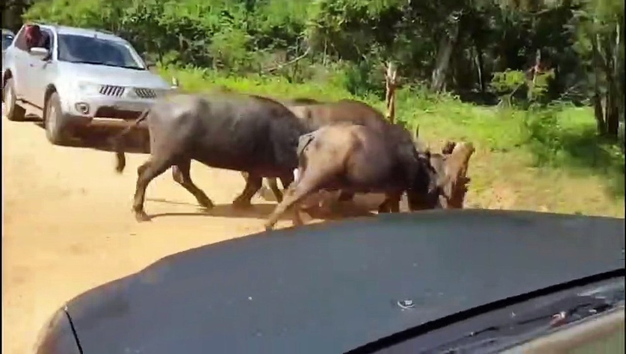 Mother Buffalo Knocked Out Leopard To Save Her Baby - Buffalo's Power is Amazing – Elephant vs Lion