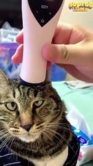 Best_funny_animal_video_in_the_world_Funniest_Animals_Video,Funny_Video,Funny_Animals