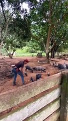 Quase pega #porco #carreira #vaqueiro #engraçado