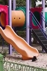 Video lucu kucing dan anjing